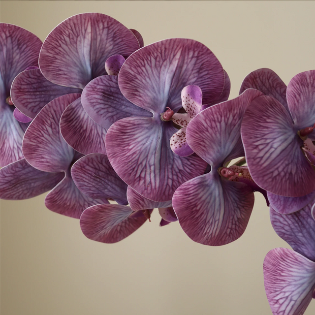 Orchidee paars - tak
