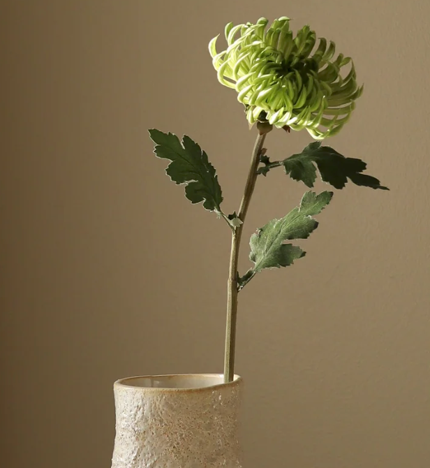 Dahlia semi-cactus groen