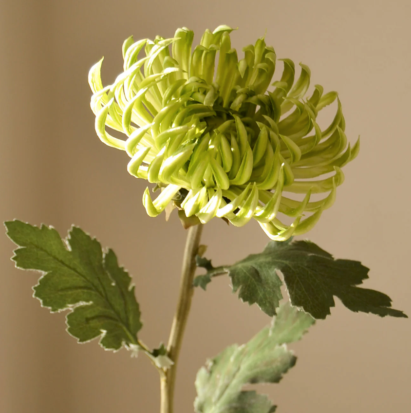 Dahlia semi-cactus groen