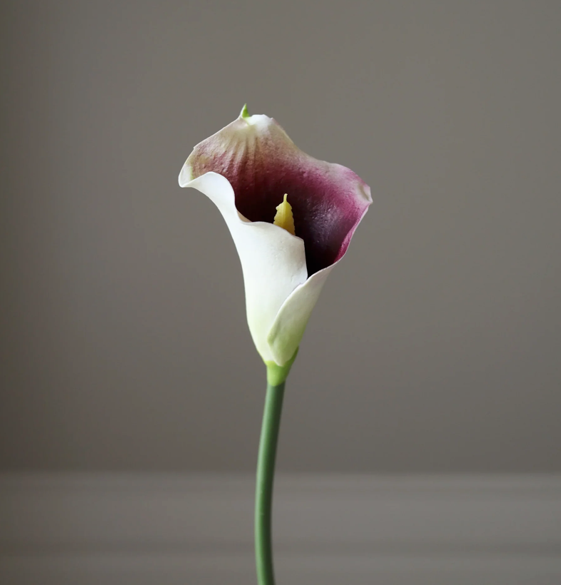 Calla lelie wit/paars