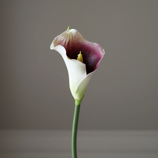 Calla lelie wit/paars