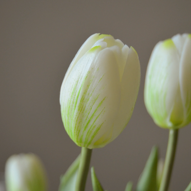 Tulpen bosje van 5