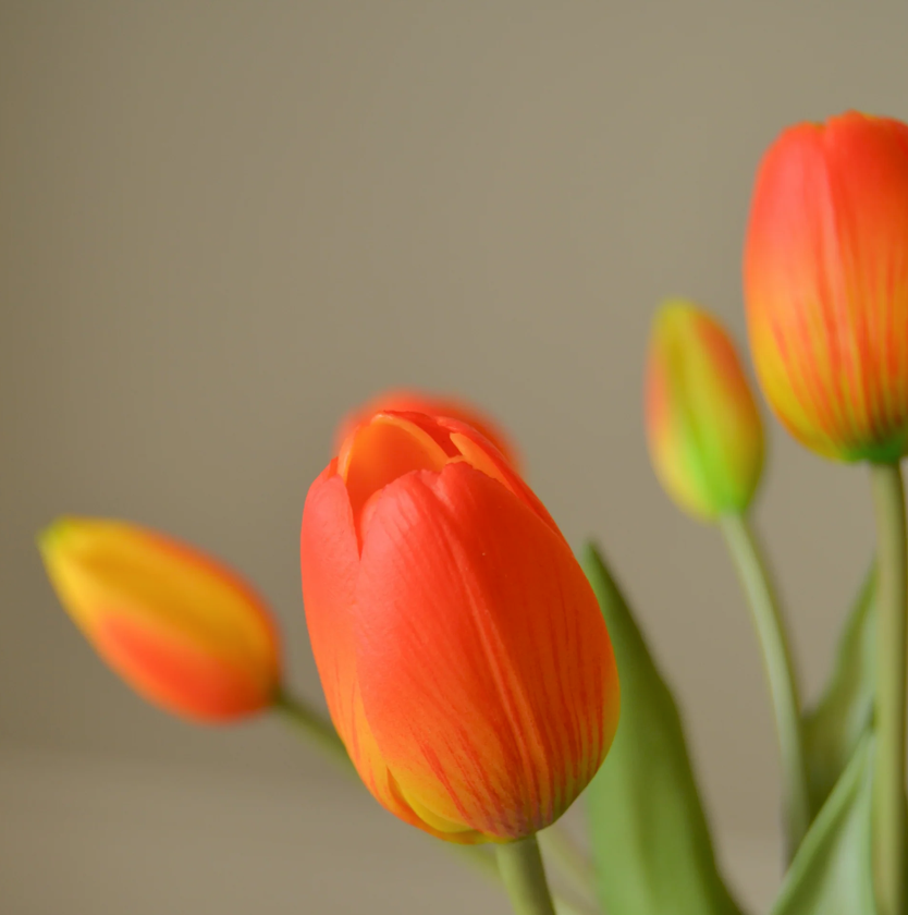 Tulpen bosje van 5