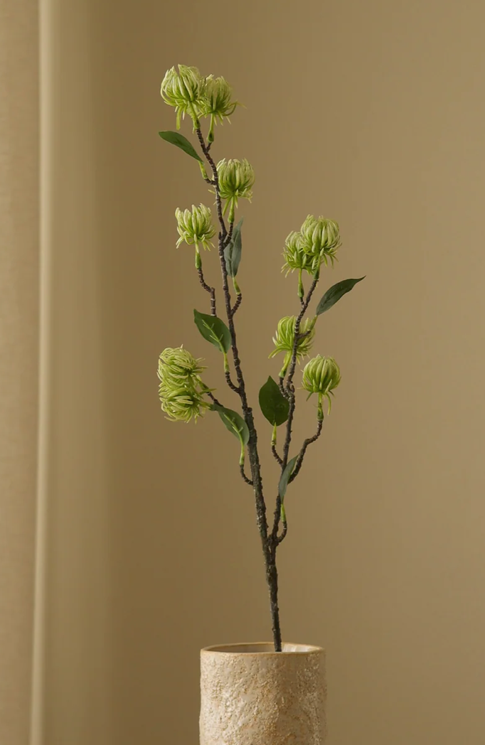 Tover hazelaar - groen