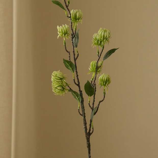 Tover hazelaar - groen
