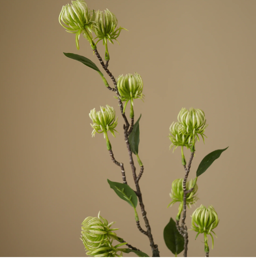 Tover hazelaar - groen