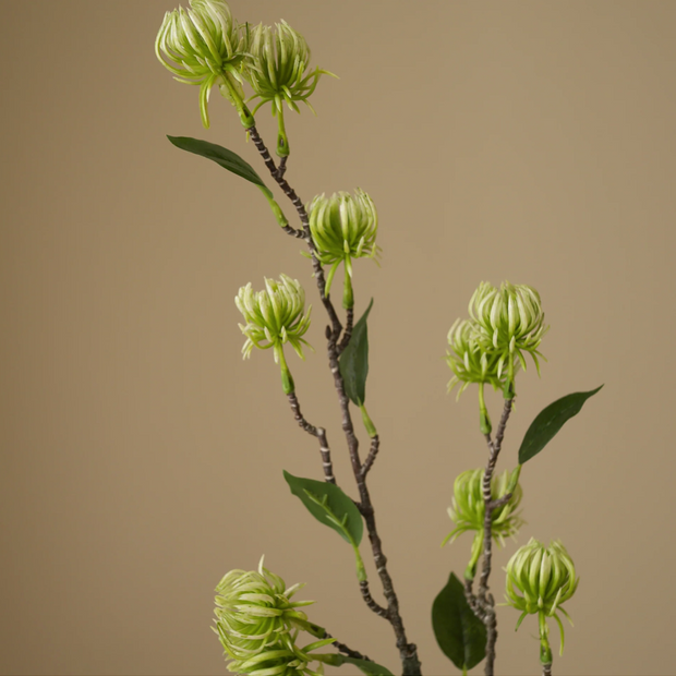 Tover hazelaar - groen