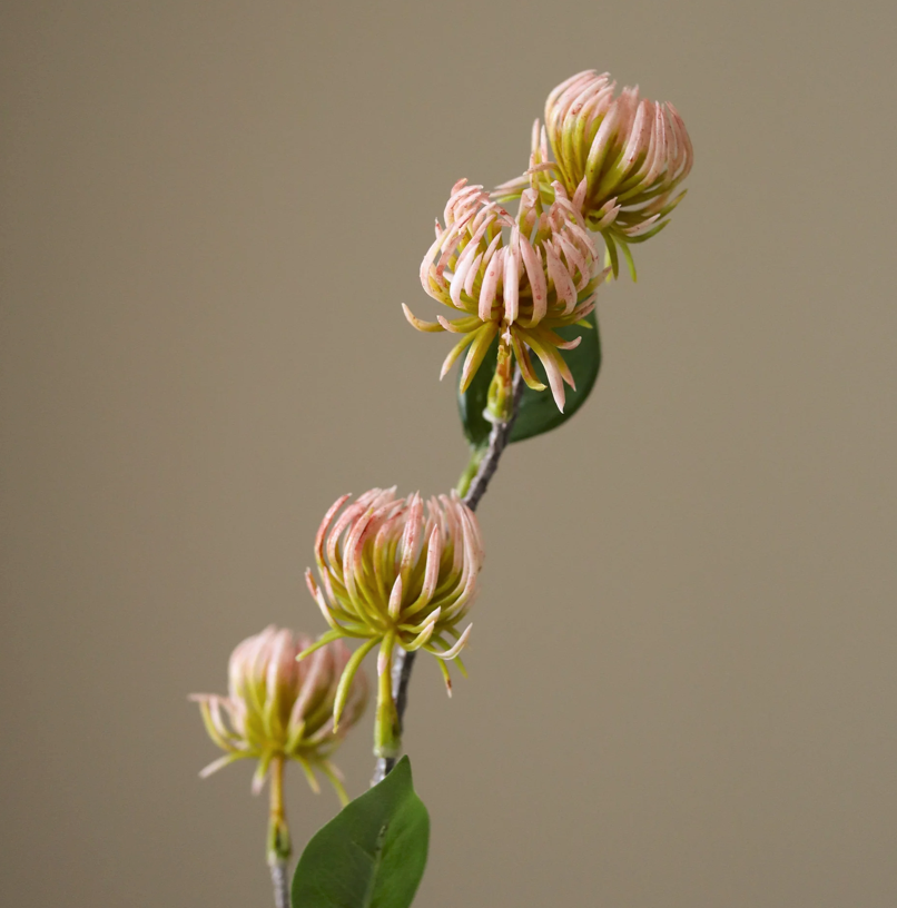 Tover hazelaar - roze