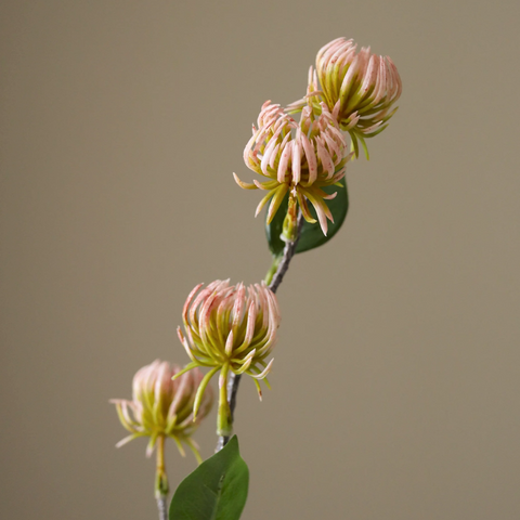 Tover hazelaar - roze