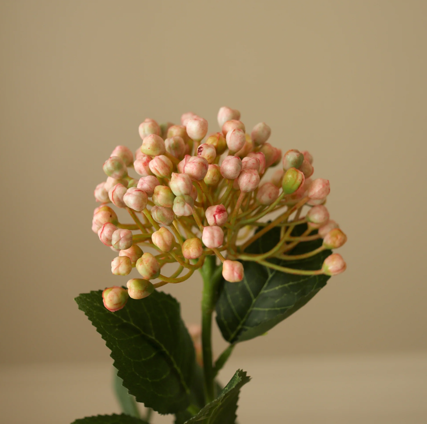 Hortensia bes - licht roze