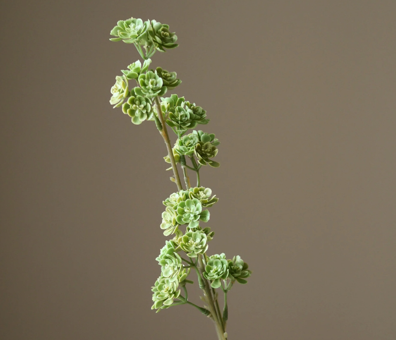 Succulent tak - groen