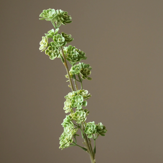 Succulent tak - groen