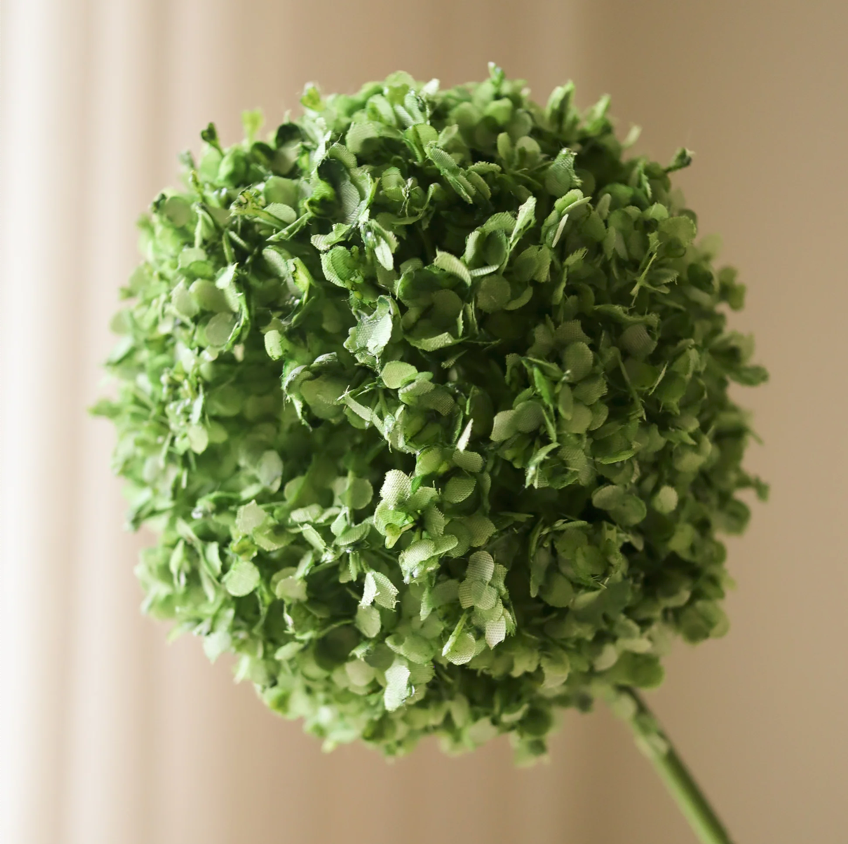 Allium - groen