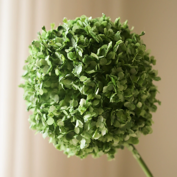 Allium - groen