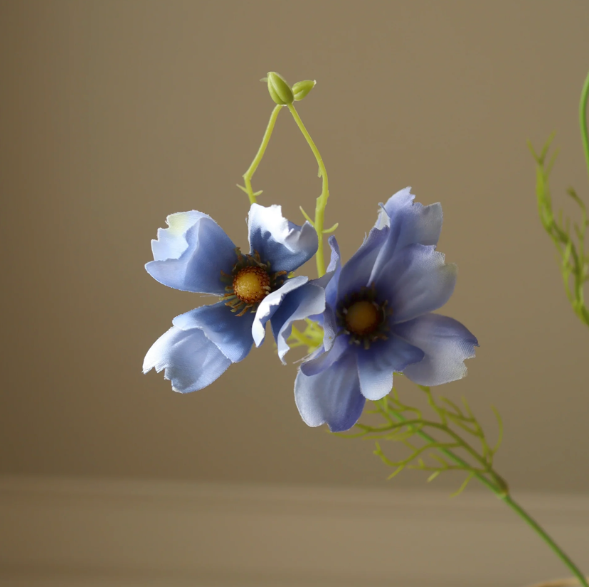 Cosmea - blauw
