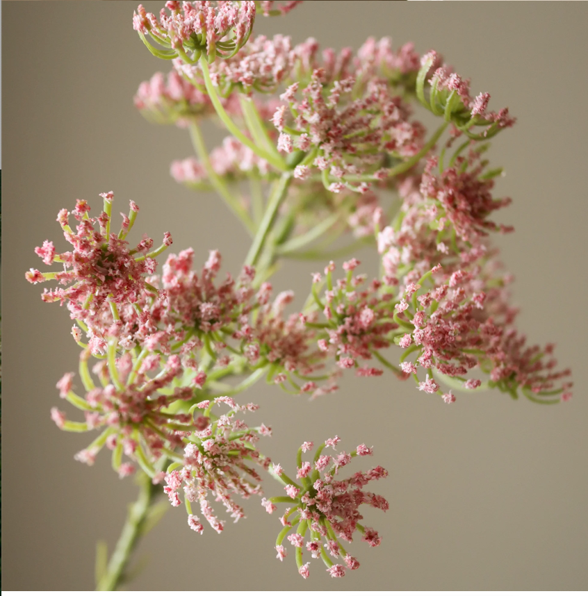 Queen Anne's Lace - roze