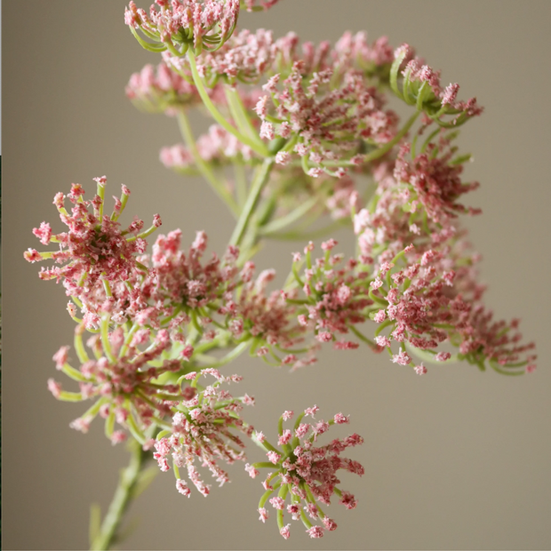 Queen Anne's Lace - roze