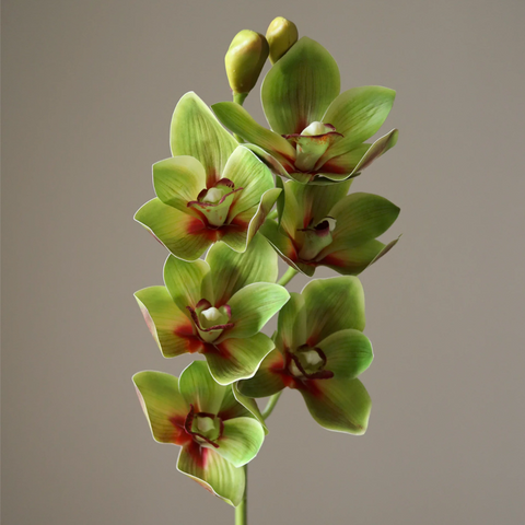 Orchidee - licht groen