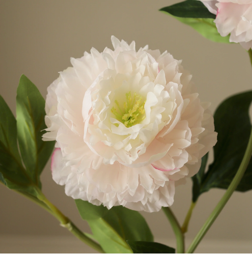 Pioen - licht roze