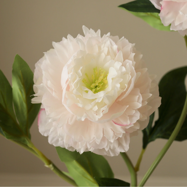 Pioen - licht roze