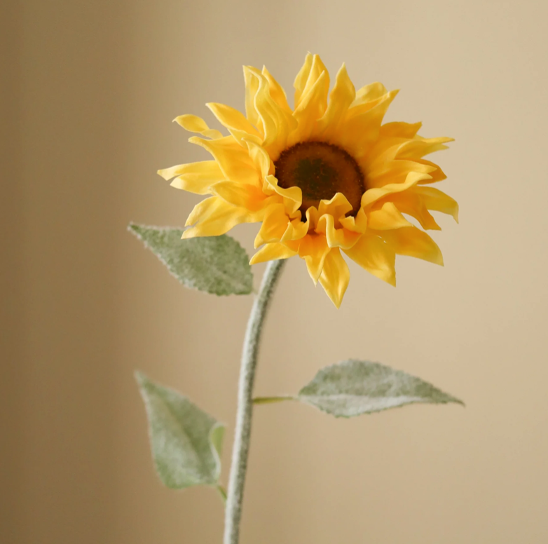 Zonnebloem