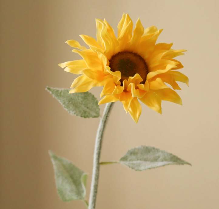 Zonnebloem