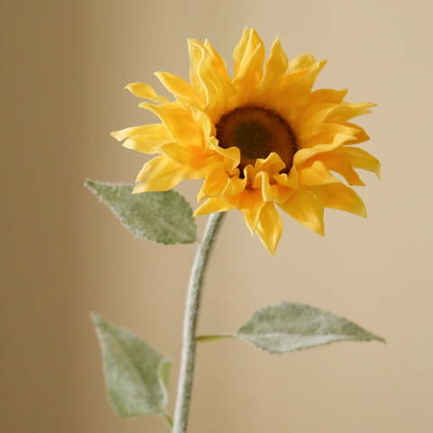 Zonnebloem