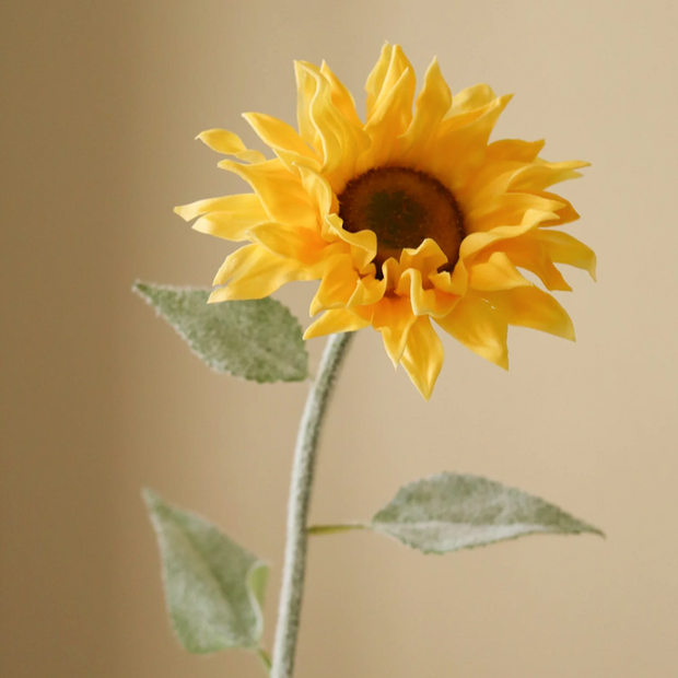 Zonnebloem