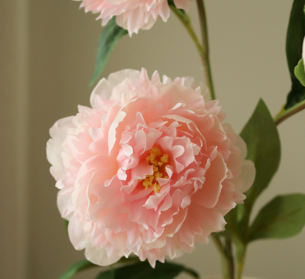Pioen - roze