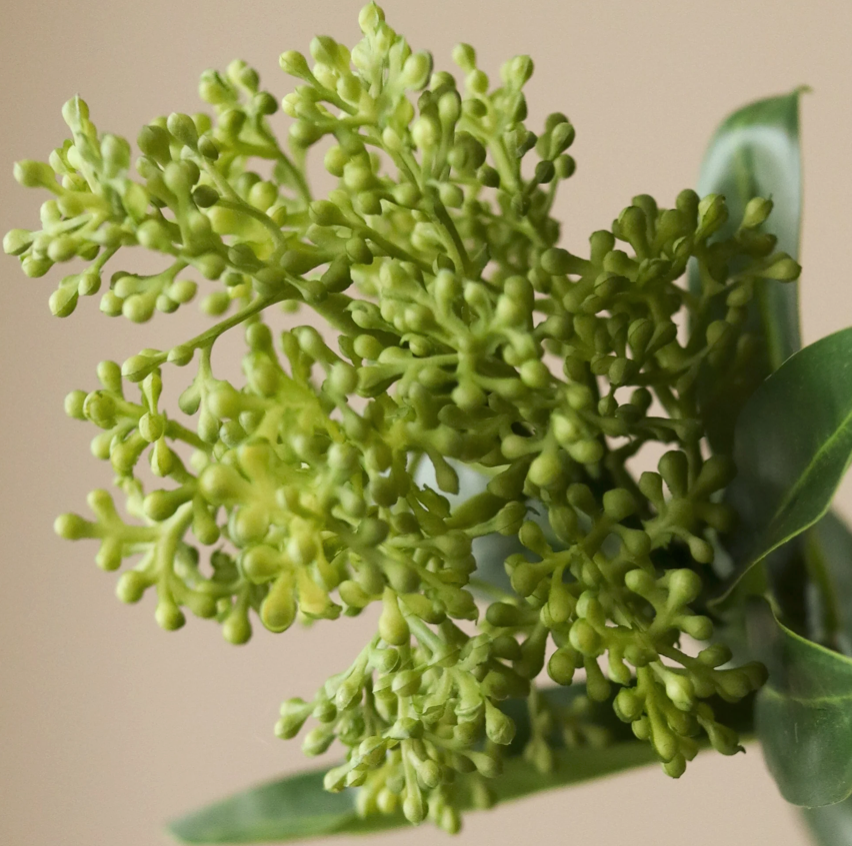 Skimmia