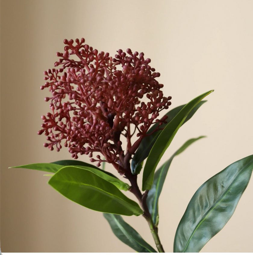 Skimmia