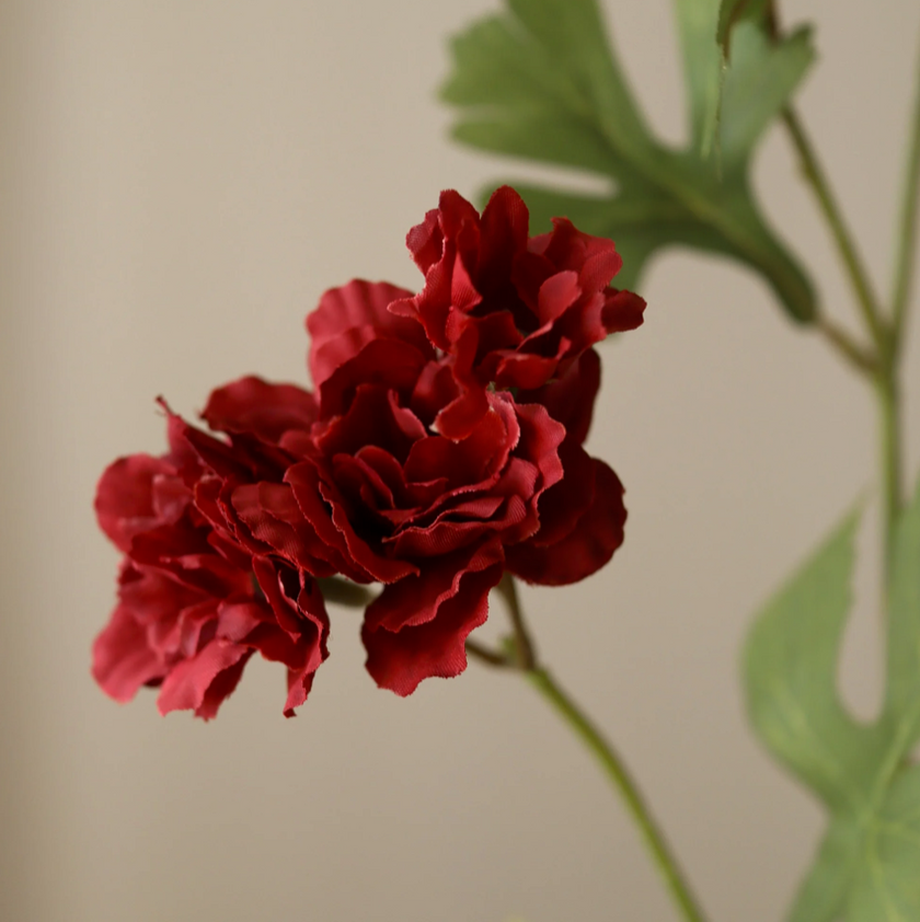 Zinnia - donker rood