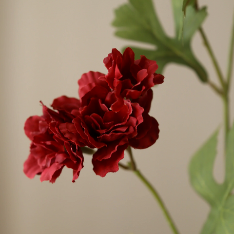 Zinnia - donker rood