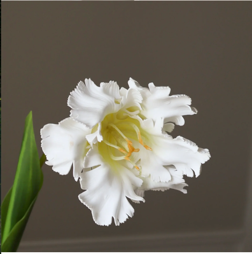 Tulp papegaai - wit L