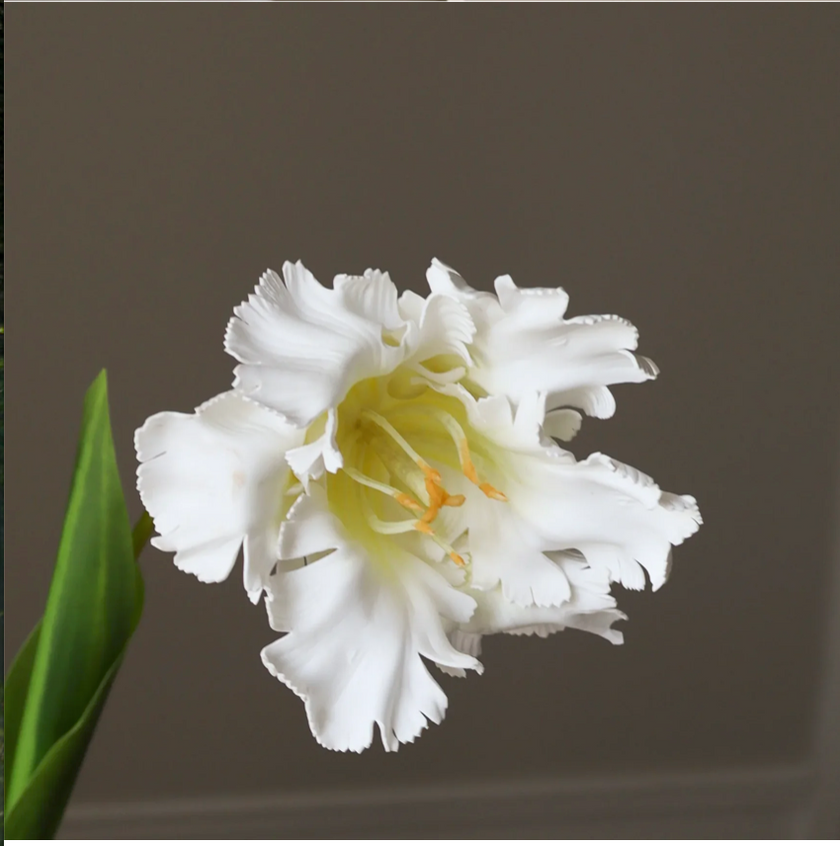Tulp papegaai - wit L