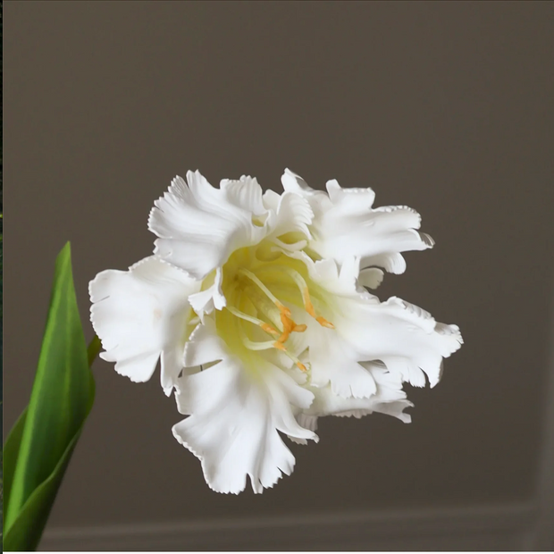 Tulp papegaai - wit L