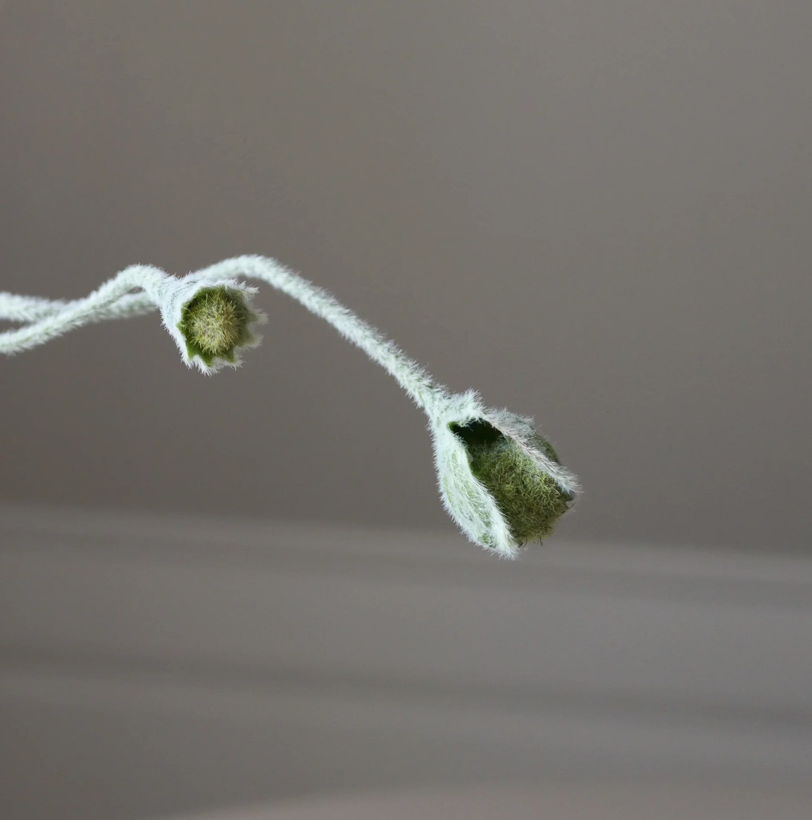 Klaproos in knop