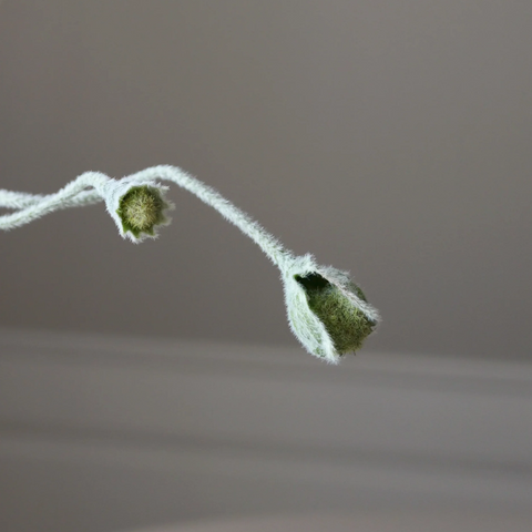 Klaproos in knop