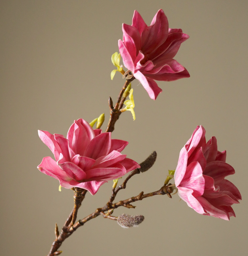 Magnolia - tak