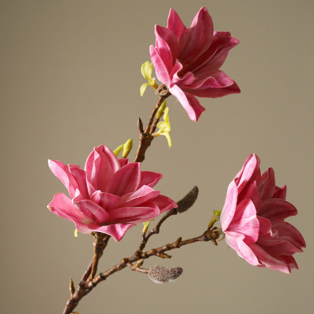 Magnolia - tak