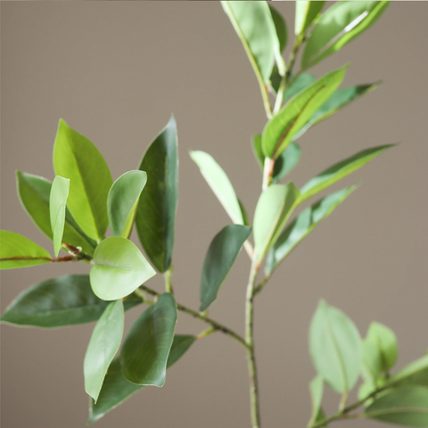 Ruscus blad - tak