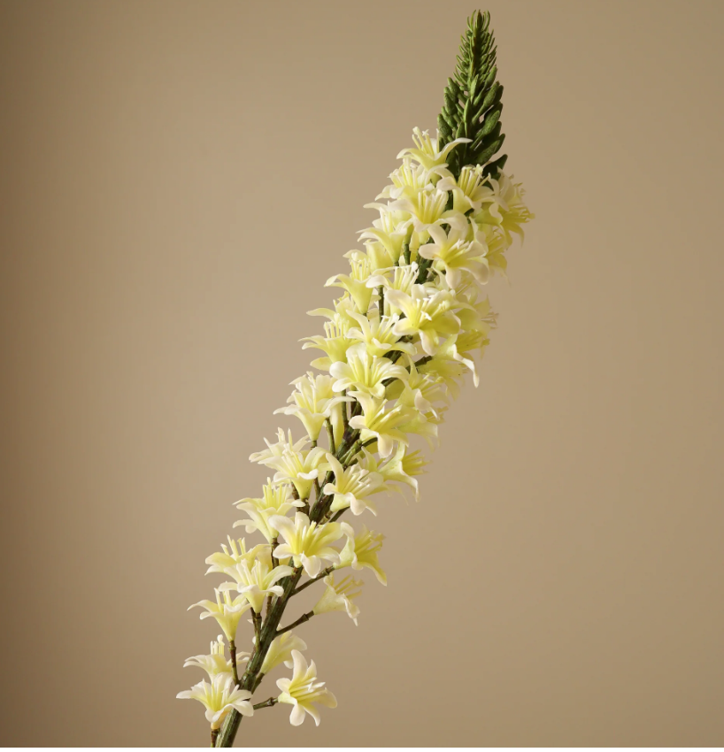 Eremurus (vossenstaartlelie) - wit