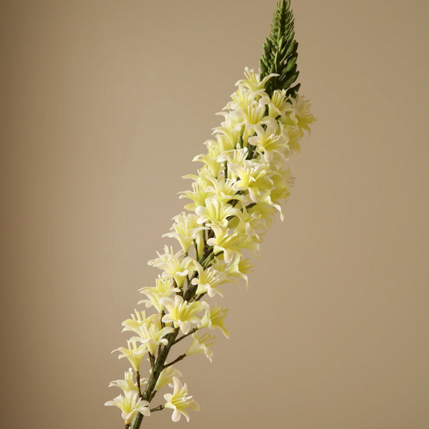 Eremurus (vossenstaartlelie) - wit