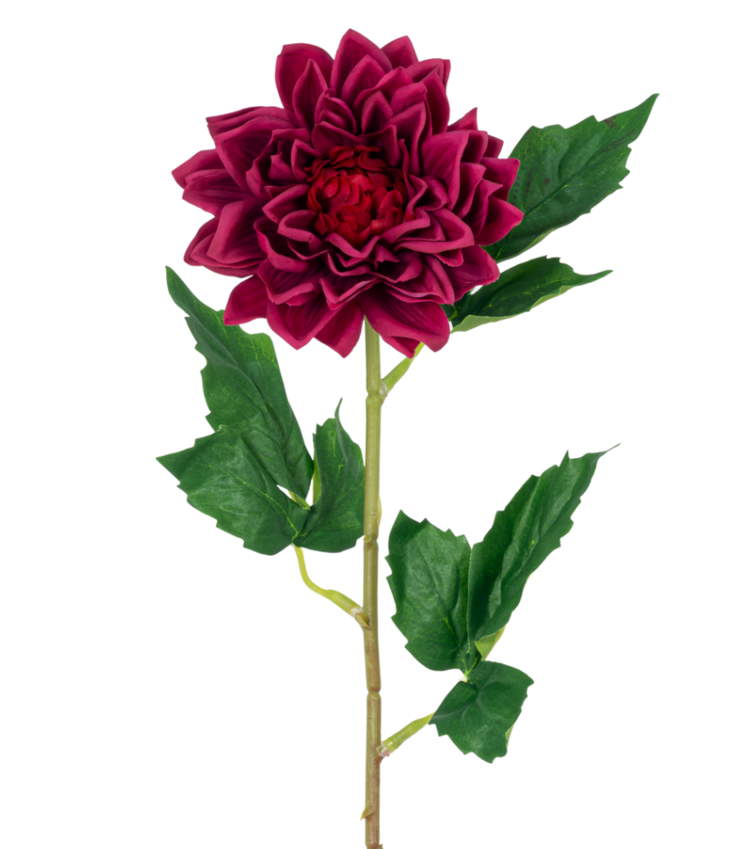 Dahlia S