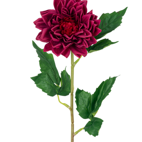 Dahlia S