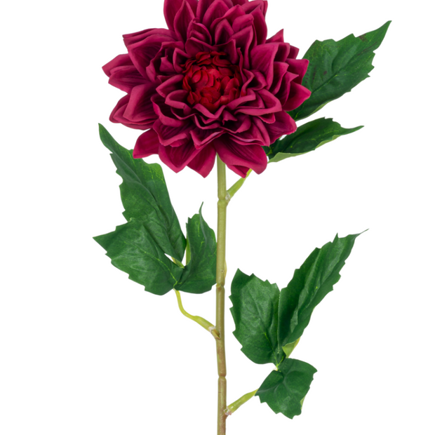 Dahlia S