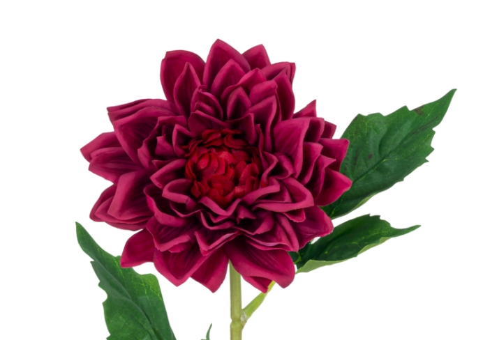 Dahlia S