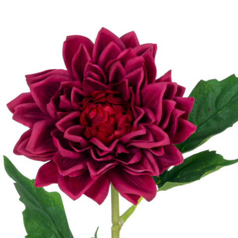 Dahlia S