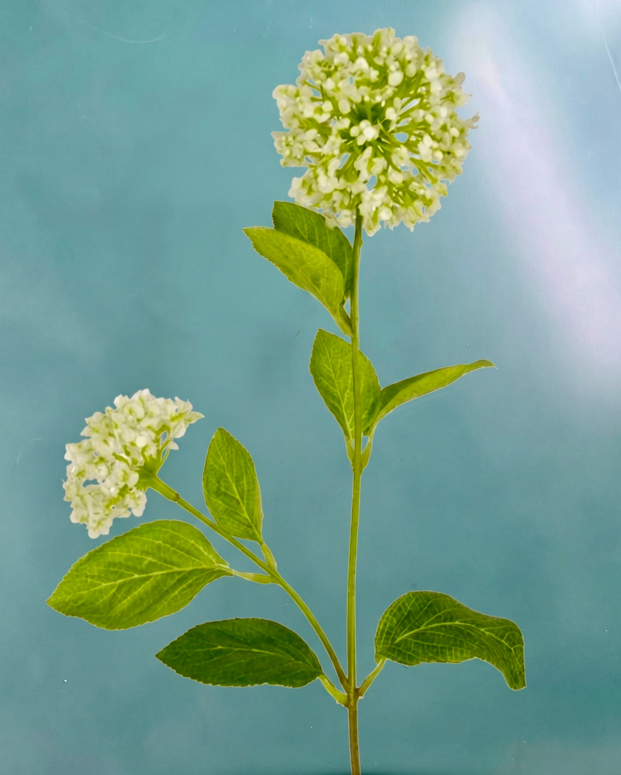 Viburnum - snowball