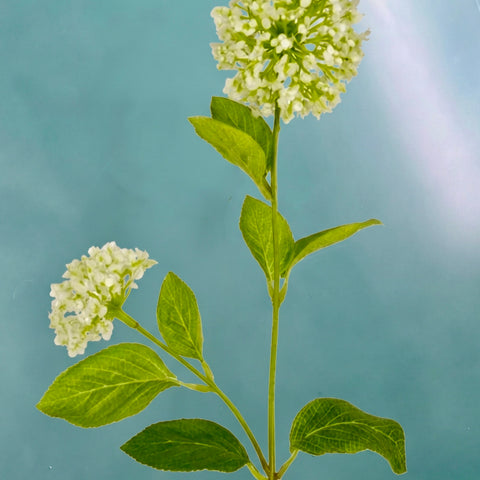Viburnum - snowball